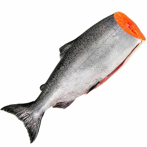 Королевский дикий лосось Чавыча (потрошеный), тушка от 2кг до 9кг 
